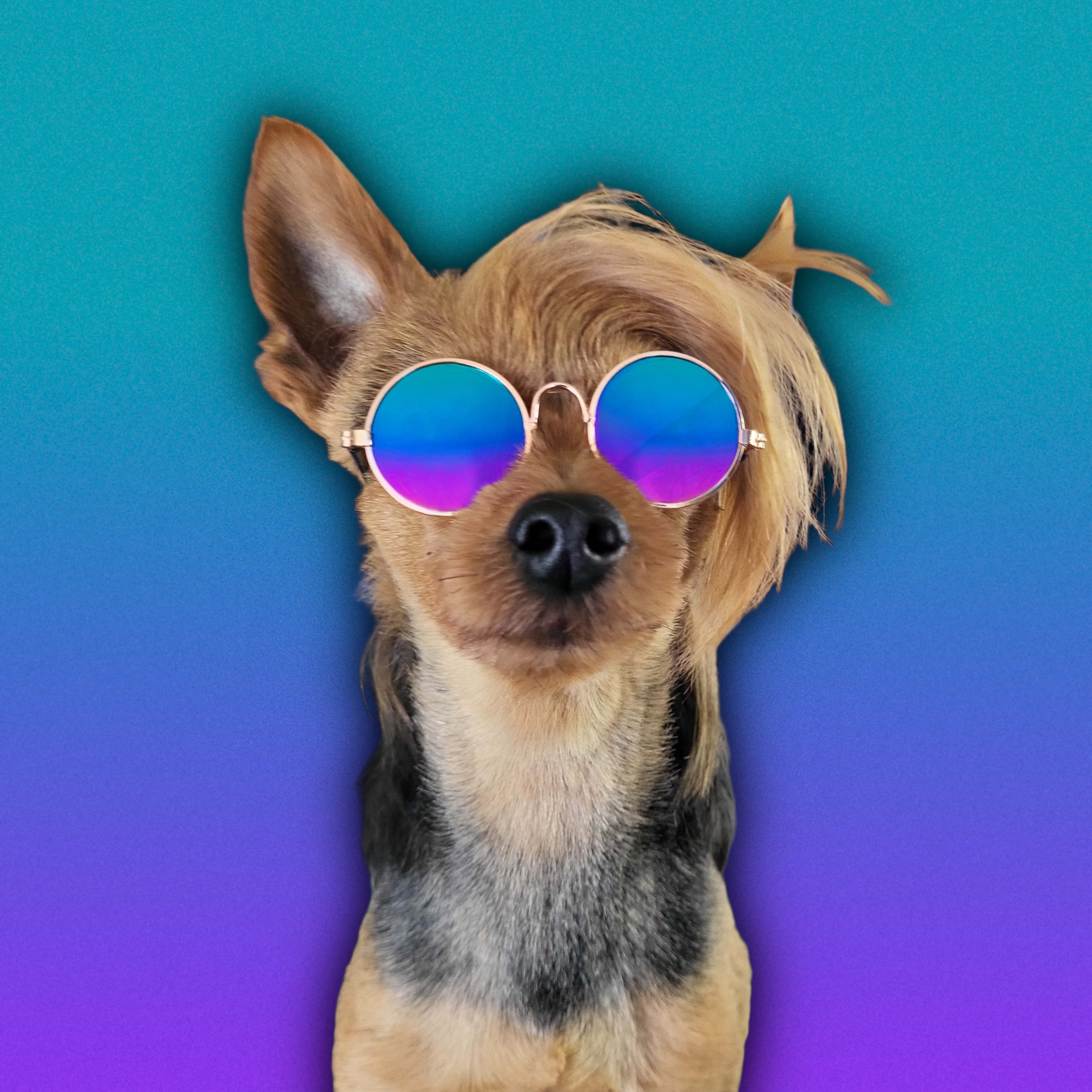Aussie PupStar Mission