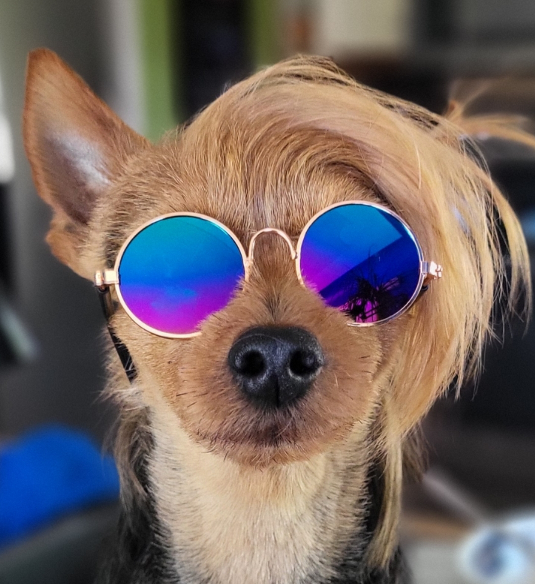 Aussie PupStar Mission