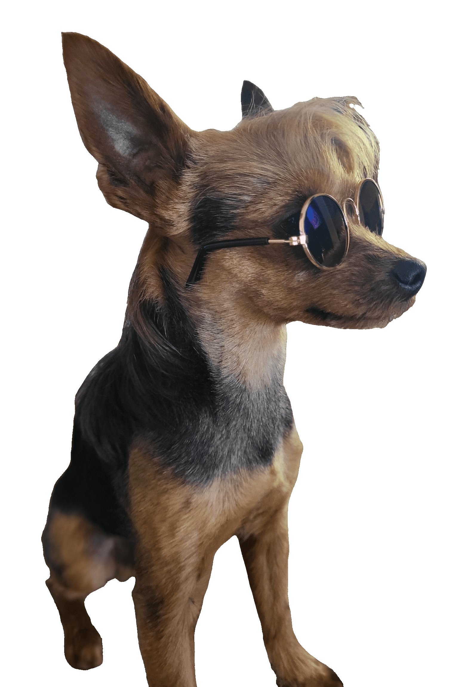 Why Aussie PupStar